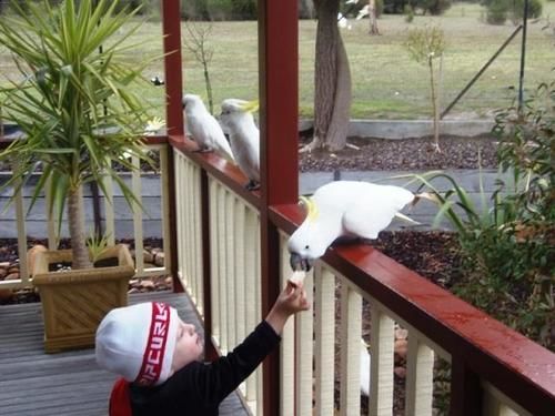 Halls Gap Valley Lodges Bagian luar foto